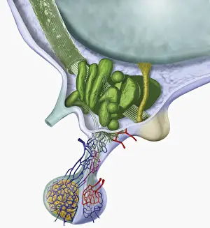 Hypothalamus Prints: Digital cross section illustration of human hypothalamus and pituitary gland