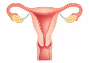 Images Dated 15th June 2009: Digital cross section illustration of human uterus, fallopian tubes, ovaries, cervix, and vagina