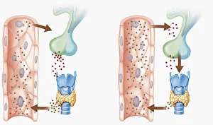 Images Dated 14th January 2010: Digital cross section illustration of hypothalamus triggering chain reaction of reduced hormone
