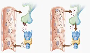 Hypothalamus Prints: Digital cross section illustration of hypothalamus triggering chain reaction of reduced hormone production resulting