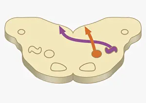 Prints of Digital cross section illustration of impulses from lower brain stem passing to inferior colliculus of midbrain The Human Brain Prints: Digital cross section illustration of impulses from lower brain stem passing to inferior colliculus of midbrain