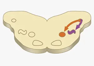 Prints of Digital cross section illustration of impulses passing from nearer cochlea nucleus to lateral superior olive The Human Brain Prints: Digital cross section illustration of impulses passing from nearer cochlea nucleus to lateral superior olive