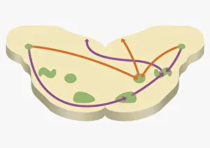 Prints of Digital cross section illustration of localization of source of sound in human brain The Human Brain Prints: Digital cross section illustration of localization of source of sound in human brain