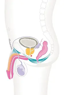 Physiology Prints: Digital cross section illustration of male reproductive system