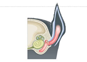 Digital cross section illustration of mammalian ear including pinna, ear drum, middle ear