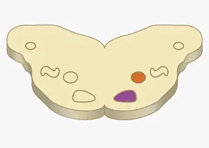 Prints of Digital cross section illustration of medial nucleus and lateral superior olive in human brain The Human Brain Prints: Digital cross section illustration of medial nucleus and lateral superior olive in human brain