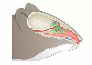 Images Dated 10th February 2009: Digital cross section illustration of olfactory system of House Mouse (Mus musculus)