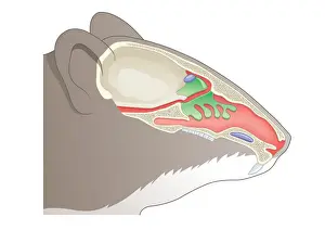 Smelling Prints: Digital cross section illustration of olfactory system of House Mouse (Mus musculus)