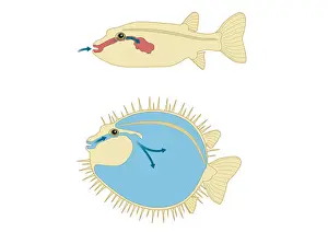 Arrow Sign Prints: Digital cross section illustration of Porcupine Fish and Puffer Fish abdomen