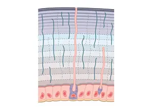 Digital cross section illustration of procuticle divided into hardended exocuticle with many compacted fibres, more flexible endocuticle, and dermal glands in epidermis producing chemical repellents to deter predators