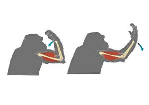 Gorilla Prints: Digital cross section illustration showing flexion (left) and extension (right) in gorilla forelimbs