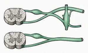 Aorta Prints: Digital cross section illustration of sympathetic and parasympathetic nerves