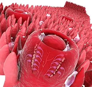 Crowded Prints: Digital cross section illustration of taste buds and filiform papilae on tongue