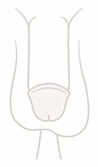 Images Dated 15th May 2017: Digital illustartion of circumcised penis and testis, close-up