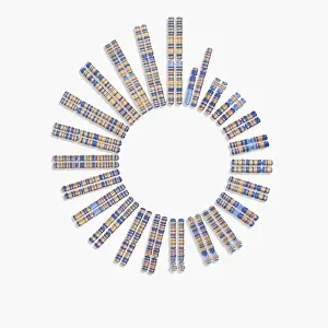 Chromosome Prints: Digital illustration of 22 pairs of chromosomes plus one sex pair