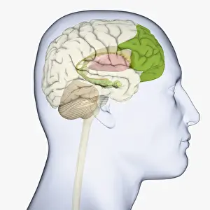 Anatomical Model Prints: Digital illustration of adult human head in profile highlighting parts of brain