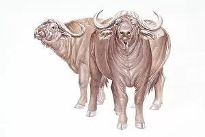 Images Dated 11th September 2008: Digital illustration of two African Buffalo (Syncerus caffer), large, horned bovids