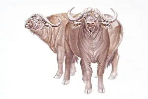 Images Dated 11th September 2008: Digital illustration of two African Buffalo (Syncerus caffer), large, horned bovids