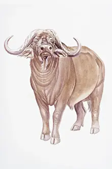 Herbivorous Prints: Digital illustration of African Buffalo (Syncerus caffer), a large, horned bovid