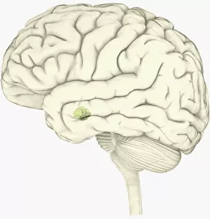 Digital illustration of amygdala in human brain