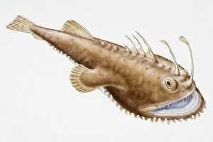 Animal Behaviour Gallery: Digital illustration of Anglerfish (Lophius piscatorius), brown fish with long filaments on head