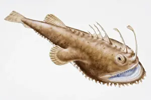 Danger Prints: Digital illustration of Anglerfish (Lophius piscatorius)