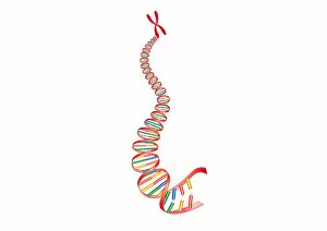 Images Dated 10th February 2009: Digital illustration of animal DNA and chromosome