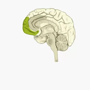 Digital illustration of anterior cingulate cortex (grey), and medial frontal cortex (green) in human brain