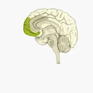 Prints of Digital illustration of anterior cingulate cortex (grey), and medial frontal cortex (green) in human brain The Human Brain Prints: Digital illustration of anterior cingulate cortex (grey)