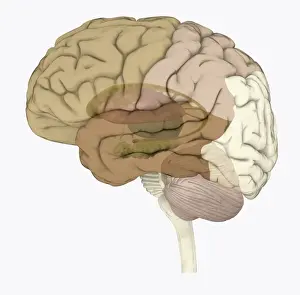 Digital illustration of areas associated with memory in human brain