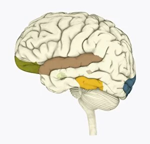 Digital illustration of areas of information highlighted in human brain