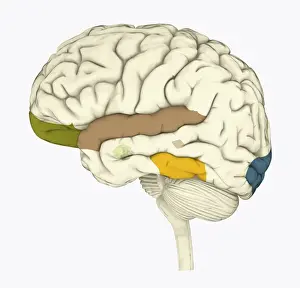 Data Prints: Digital illustration of areas of information highlighted in human brain