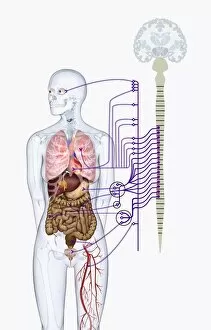 Anatomical Model Collection: Digital illustration of autonomic nervous system responsible for automatic body functions