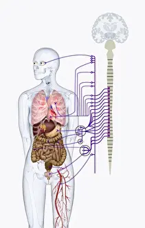 Stomach Prints: Digital illustration of autonomic nervous system responsible for automatic body functions