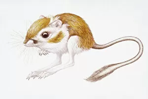 Animal Behaviour Gallery: Digital illustration of Banner-Tailed Kangaroo Rat (Dipodomys Spectabilis)