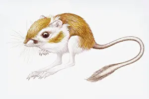 Long Prints: Digital illustration of Banner-Tailed Kangaroo Rat (Dipodomys Spectabilis)
