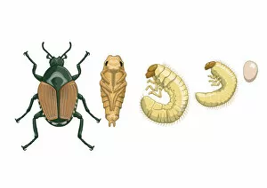 Four Animals Collection: Digital illustration of beetle metamorphosis from egg, early stage and late stage larva, pupa