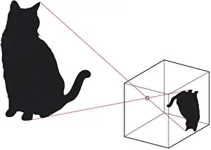 Pinhole Camera Prints: Digital illustration of black cat and how the image appears upside down in pinhole camera