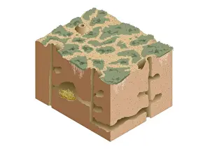 Digital illustration of Black-tailed Prairie Dog burrow system and nest under semi-arid ground