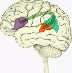 Brain Stem Collection: Digital illustration of Bocas area (purple), Wernickes area (orange)