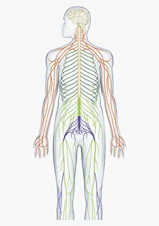 Physiology Prints: Digital illustration of brain connected to spinal nerves branching out from spinal cord