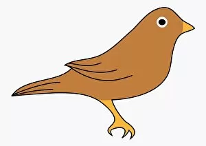 Images Dated 13th May 2010: Digital illustration of brown bird