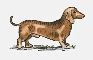 Images Dated 14th July 2009: Digital illustration of brown Dachshund