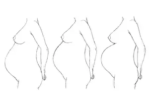 Line Drawing Prints: Digital illustration of bump position during pregnancy