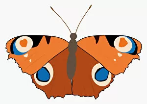 Images Dated 13th May 2010: Digital illustration of butterfly with spread wings
