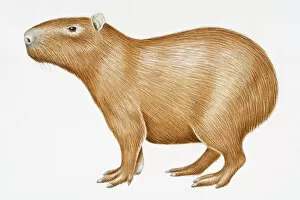 Illustrative Technique Gallery: Digital illustration of Capybara (Hydrochoerus hydrochaeris), a large South American rodent