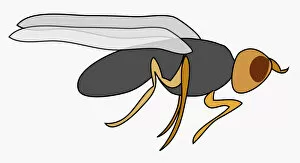 Images Dated 13th May 2010: Digital illustration of Carrot Fly