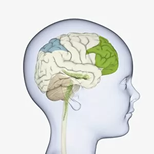 Images Dated 13th January 2010: Digital illustration of childs head in profile highlighting parts of brain