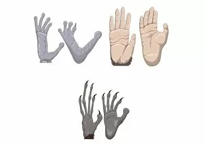 Digital illustration of Chimpanzee, Aye-Aye, and Indri Lemur hands and feet
