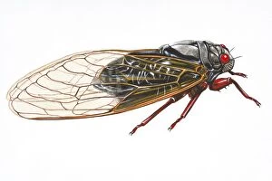 Intricacy Gallery: Digital illustration of Cicada (Magicicada septendecim), insect found in the USA and Canada